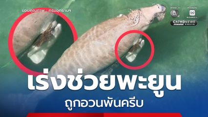 เร่งช่วยพะยูนถูกอวนพันครีบ หลังโดรนอุทยานฯ เผยภาพฝูงพะยูน 8 ตัว โผล่หากินเกาะลิบง