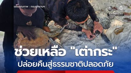 อุทยานแห่งชาติหาดขนอม-หมู่เกาะทะเลใต้ ช่วยเหลือ "เต่ากระ" ติดอวนประมง ปล่อยคืนสู่ธรรมชาติอย่างปลอดภัย