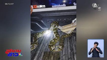 หวังดีตัดหญ้ารก ดันเจองูเหลือมยักษ์