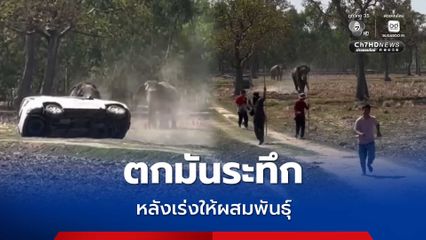 ระทึก! พลายเพชรอุทัย"  ตกมันทำร้ายควาญสาหัสหลังพยายามเร่งให้ผสมพันธุ์