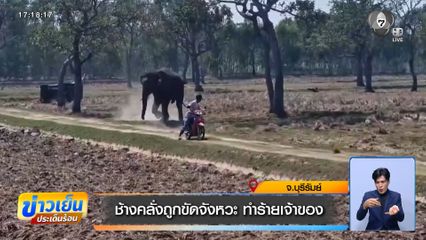 ช้างคลั่งถูกขัดจังหวะ ทำร้ายเจ้าของ