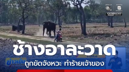 ช้างคลั่งถูกขัดจังหวะ ทำร้ายเจ้าของ