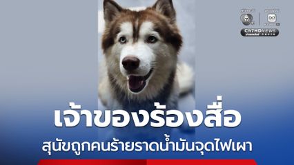 เจ้าของร้องสื่อ สุนัขไซบีเรียนถูกคนร้ายราดน้ำมันจุดไฟเผา เจ็บสาหัส แผลไหม้ระดับ 5