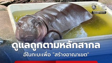 สวนสัตว์เปิดเขาเขียว ยืนยันดูแล 'หมูเด้ง' ถูกตามหลักสากล ชี้อึในกะบะเพื่อ "สร้างอาณาเขต"