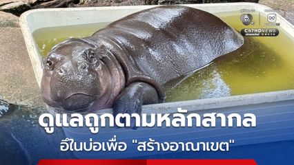 สวนสัตว์เปิดเขาเขียว ยืนยันดูแล 'หมูเด้ง' ถูกตามหลักสากล ชี้อึในบ่อเพื่อ "สร้างอาณาเขต"