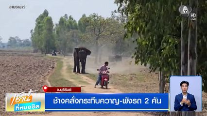 ช้างคลั่งกระทืบควาญ-พังรถ 2 คัน คาดหงุดหงิดถูกเร่งเร้าให้ผสมพันธุ์