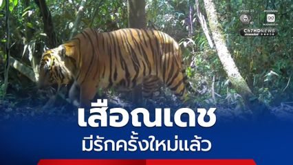 วาเลนไทน์นี้ “เสือณเดช” แห่งป่าแก่งกระจานพบรักใหม่ ลุ้นลูกเสือคอกใหม่เร็ว ๆ นี้