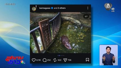 ดรามาเดือด หมูเด้ง ในบ่อน้ำเขียว