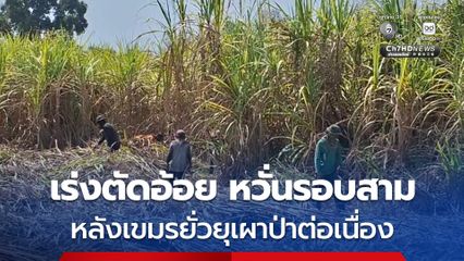 ชาวชายแดนสุรินทร์ เร่งตัดอ้อย หวั่นปะทะรอบ 3 หลังเขมรยั่วยุเผาป่าต่อเนื่อง
