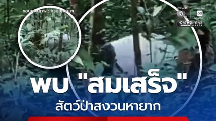 สัญญาณดี พบ สมเสร็จ สัตว์ป่าสงวนหายากโผล่ 2 ครั้งในเส้นทางเดียว ตอกย้ำความสมบูรณ์ของ "ป่ากะทูน"