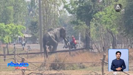 สอบสาเหตุ ช้างหนุ่มตกมันอาละวาด จ.บุรีรัมย์