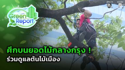 Green Report :  ศึกบนยอดไม้กลางกรุง ! ร่วมดูแลต้นไม้เมือง