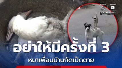 สุดทน ! ป้า 68 โร่แจ้งความ หมาของเพื่อนบ้านไล่กัด เป็ด-ไก่ ตายกว่า 50 ตัว ก่อนเจรจายอมให้อภัย
