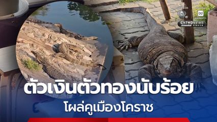 ชาวบ้านผวา! ตัวเงินตัวทองนับร้อยโผล่คูเมืองโคราช เดินกลางตลาด วอนเร่งแก้ไข