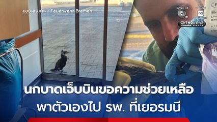 นกบาดเจ็บบินเคาะกระจกขอความช่วยที่ รพ. ในเยอรมนี