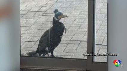 นกกาน้ำบาดเจ็บ พาตัวเองไป รพ. ที่เยอรมนี