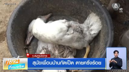 สุนัขเพื่อนบ้านกัดเป็ด ตายครึ่งร้อย จ.สมุทรปราการ