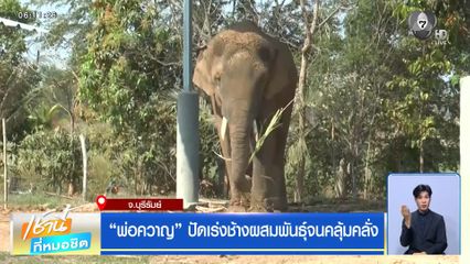 พ่อควาญ ปัดเร่งช้างผสมพันธุ์จนคลุ้มคลั่ง จ.บุรีรัมย์
