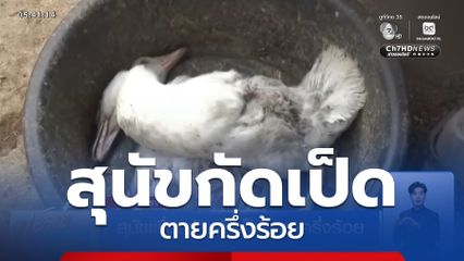 สุนัขเพื่อนบ้านกัดเป็ด ตายครึ่งร้อย จ.สมุทรปราการ