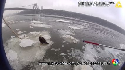 ช่วยนกอินทรีบาดเจ็บ ติดอยู่กลางแม่น้ำในสหรัฐฯ