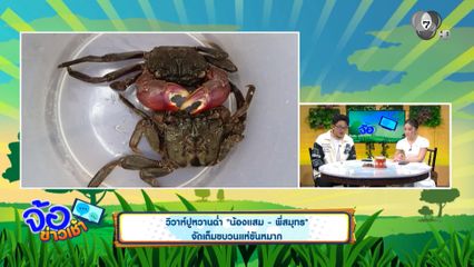 วิวาห์ปูหวานฉ่ำ "น้องแสม-พี่สมุทร" จัดเต็มขบวนแห่ขันหมาก