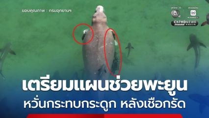 กรมอุทยานฯ ร่วมประชุมเตรียมแผนช่วยพะยูน​ 24-27 ก.พ. นี้​ หวั่นกระทบกระดูก​ หลังเชือกรัดโคนครีบเป็นร่องลึก