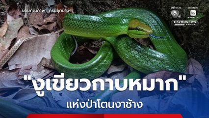 ทำความรู้จัก งูเขียวกาบหมาก แห่งป่าโตนงาช้าง
