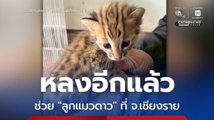 หลงอีกแล้ว ช่วย “ลูกแมวดาว” ที่ จ.เชียงราย