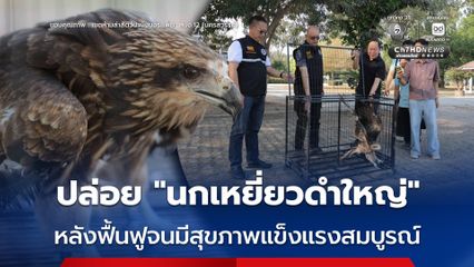 ปล่อย “นกเหยี่ยวดำใหญ่” หลังฟื้นฟูจนมีสุขภาพแข็งแรงสมบูรณ์