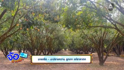 มะยงชิด - มะปรางหวาน ลูกดก แต่ราคาตก