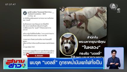 พบจุด "มอลลี่" ถูกราดน้ำมันเผาไฟทั้งเป็น