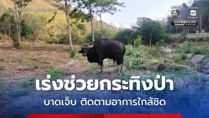 สัตวแพทย์ เร่งช่วยกระทิงป่าบาดเจ็บในพื้นที่แก่งคอย หลังชาวบ้านพบยืนอยู่ชายป่าท่ามะปราง​ พร้อมติดตามอาการอย่างใกล้ชิด