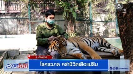 โรคระบาด คร่าชีวิตเสือแม่ริม ปศุสัตว์เชียงใหม่ เร่งสอบสวนโรค