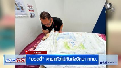 เศร้า ! "มอลลี่" สุนัขไซบีเรียน ตายแล้ว ไม่ทันส่งรักษา กทม.