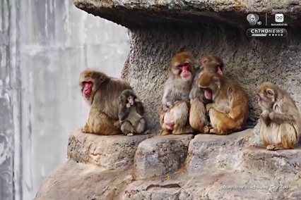 พั้นช์คุง ปรับตัวได้ดี อนาคตอาจไม่ต้องพึ่งตุ๊กตา