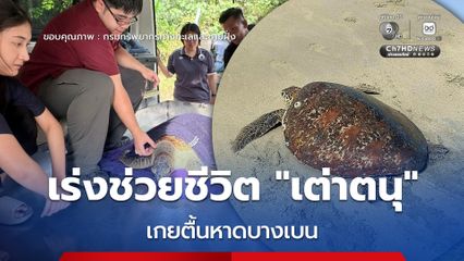 เร่งช่วยชีวิต เต่าตนุ เกยตื้นหาดบางเบน จ.ระนอง ส่งดูแลใกล้ชิดที่ศูนย์ช่วยชีวิตสัตว์ทะเลหายาก