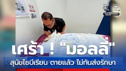 เศร้า ! "มอลลี่" สุนัขไซบีเรียน ตายแล้ว ไม่ทันส่งรักษา กทม.