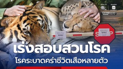 คุ้มเสือเชียงใหม่ โรคระบาดคร่าชีวิตเสือหลายตัว ปศุสัตว์เร่งสอบสวนโรค