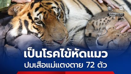 ผลตรวจออกแล้ว! เสือเชียงใหม่ ตายกว่า 72 ตัว เพราะติดเชื้อ "ไข้หัดแมว"