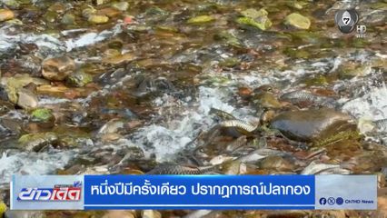 หนึ่งปีมีครั้งเดียว ปรากฎการณ์ปลากอง