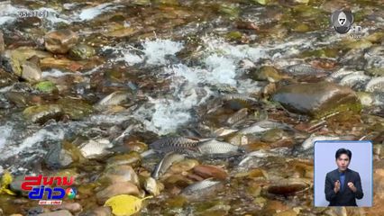 ปีละครั้ง ปรากฏการณ์ปลากอง