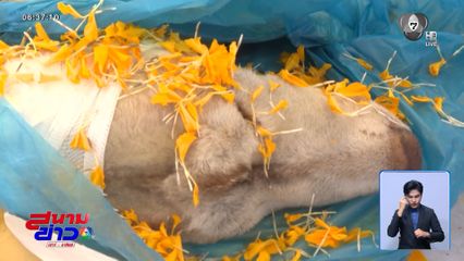 เผาแล้ว มอลลี่ สุนัขไซบีเรียน ฮัสกี