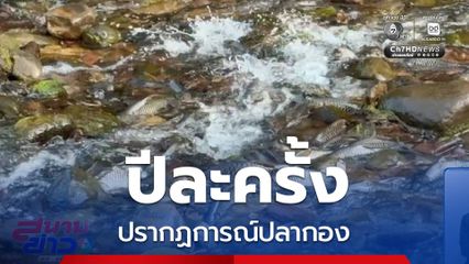 ปีละครั้ง ปรากฏการณ์ปลากอง