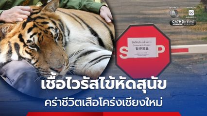 คาด! ไวรัสไข้หัดสุนัข และ เชื้อแบคทีเรีย คร่าชีวิต “เสือโคร่ง” เชียงใหม่ แต่ไม่ติดต่อสู่คน