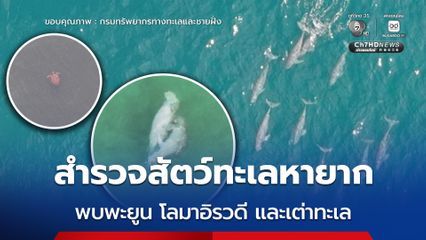 สำรวจสัตว์ทะเลหายาก  พบพะยูน โลมาอิรวดี และเต่าทะเล