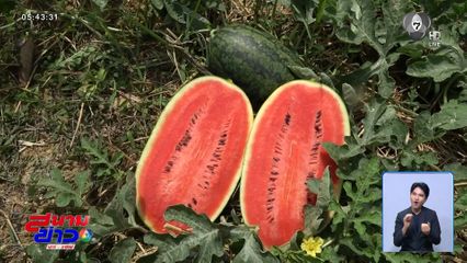 แตงโมหวานฉ่ำจากสายน้ำเขา บังยิด