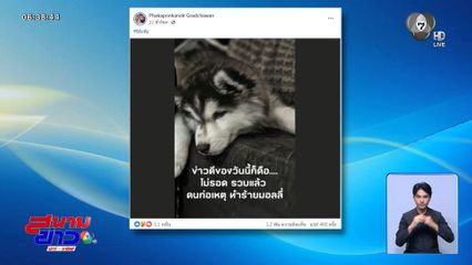 จับแล้ว มือเผา มอลลี่ สุนัขพันธุ์ไซบีเรียนฯ