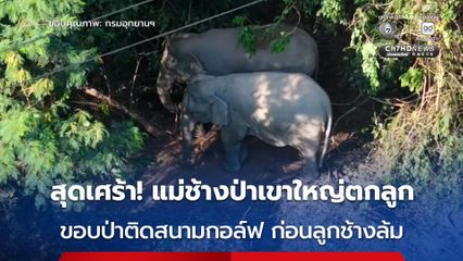 สุดเศร้า ! แม่ช้างป่าเขาใหญ่ตกลูกใกล้แนวเขตป่าติดสนามกอล์ฟ ก่อนพบลูกช้างล้มตามธรรมชาติ