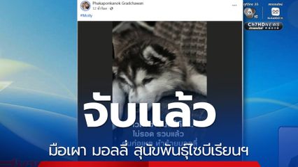 จับแล้ว มือเผา มอลลี่ สุนัขพันธุ์ไซบีเรียนฯ