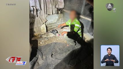 มือเผา มอลลี่ รับแค้นถูกกัดไก่ชน